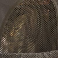 本日のきなこさん
