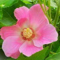 7月下旬の花写ン歩②