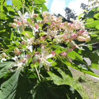 秋＝彼岸花咲く