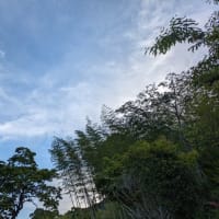 日巫女の言葉　　　　膵臓のエコー検査でした