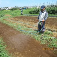 除草後、大麦の播種、潅水