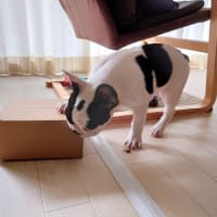 ダンボール遊び