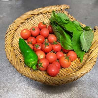 今年最後のトマト　収穫🍅