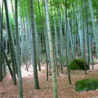 鎌倉散歩～若宮大路段葛・報国寺