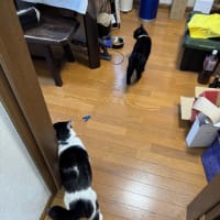 2025/6/17の朝