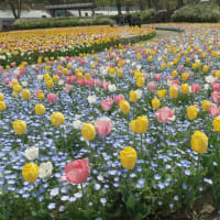 大花壇を彩る4万本のチューリップ