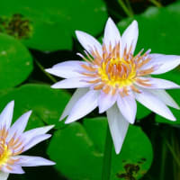 神代植物公園（7/8）