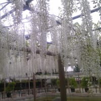 江南の藤