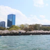 造幣局 桜の通り抜け