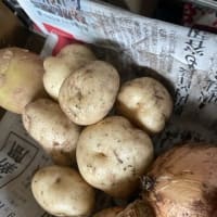 じゃがいもの収穫