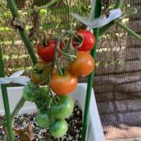 トマト＆キュウリの栽培。