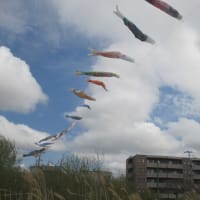 🌸さくらと鯉のぼり