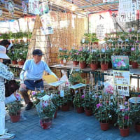 入谷朝顔まつり（朝顔市）