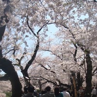 2015・桜