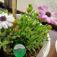 昨日迎え入れたお花💠