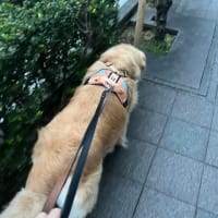 黒いのいた？