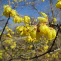 府中郷土の森博物館の蝋梅　Ⅲ