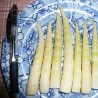 道産タケノコ