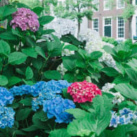 アジサイ咲く、ハウステンボス　その１　2025/6/7