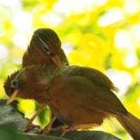 お山の幼鳥＆オオムラサキ　2025