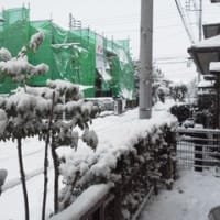 また雪降ってます..^^;