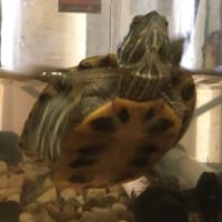 凶暴ミーコ！！