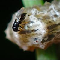 クロヒラタアブ，幼虫の受難