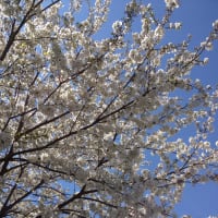 なぜ白い桜
