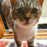 懐っこいにゃんこにほだされて