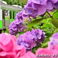 渥美線と紫陽花、其の二