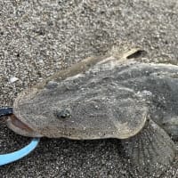 先週の釣り