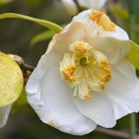 鉢植えの椿（２０） 肥後椿の「満月」