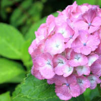 佐伯山緑地の紫陽花