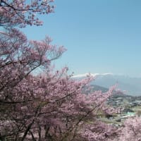 桜の記憶・高遠桜