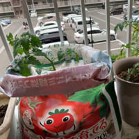 ミニトマト植えました(°▽°)
