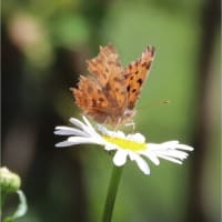 4月の庭から（花と蝶）