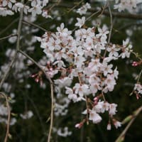 記事のタイトルを入力してください（必須）