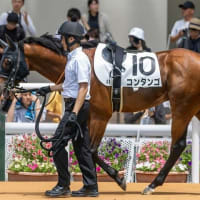 【コンタンゴ】続戦の方向で、次は小倉の芝1200ｍ戦！
