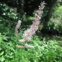 今日も向島百花園です