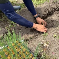 畑に行こう！　～4歳児　ネギ植え体験～