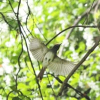 6月前半の鳥-20250615
