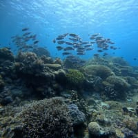 続・西ミンドロにある幻の環礁(^^♪