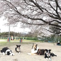 スクールの桜が満開