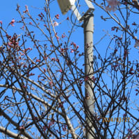 神戸・源平ゆかりの古刹「須磨寺」で桜咲き始め♪