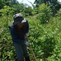 汗だくになった除草ボランティア