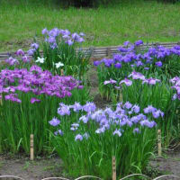明治神宮御苑　　花菖蒲田に150種、1500株の花菖蒲　　　4