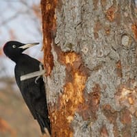 クマゲラ　Black woodpecker