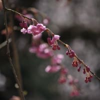 清雲寺の しだれ桜 と 芝桜　～秩父の情報♪