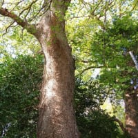 愛媛県西条市、周布字鈴ノ本「周敷神社のクスノキ３本」です！！