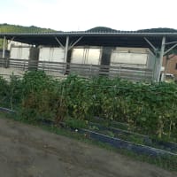 2022年9月4日キュウリがまだ取れている。